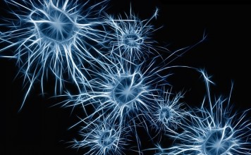 Un futur traitement des lésions cérébrales ?