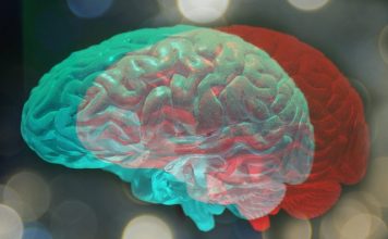 Plasticité cérébrale: née sans hémisphère gauche, une adolescente développe un QI élevé